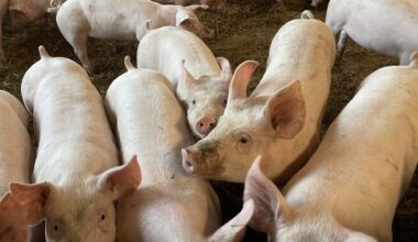 Riik plaanib Eesti seakasvatust taastada väiksemate farmide loomisega | Eesti