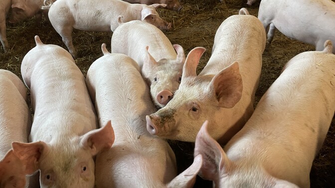 Riik plaanib Eesti seakasvatust taastada väiksemate farmide loomisega | Eesti