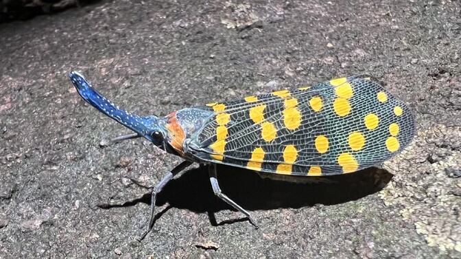 Looma-, taime- ja seeneliike avastatakse hoogsamalt kui eales varem | Loodus