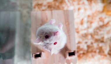 Hiina hiir sai kosmosejaamas paaritumise järel emaks | Universum