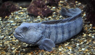 Merihundi tugevad hambad tõmbuvad pikisuunalise surve peale ka laiuti kokku | Loodus