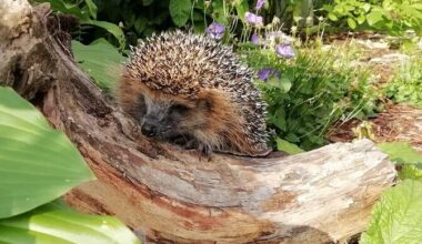 Siilipusa eestvedaja: talvel ringi sibav siil on ilmselgelt hädas | Terevisioon