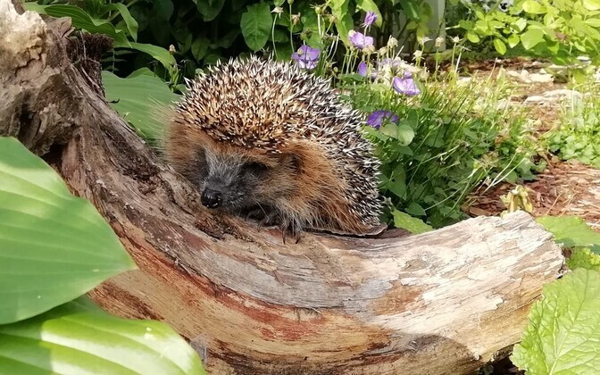 Siilipusa eestvedaja: talvel ringi sibav siil on ilmselgelt hädas | Terevisioon