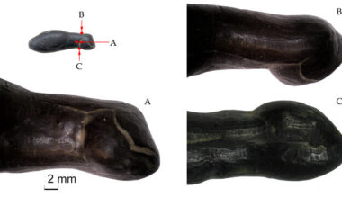 Pulli luuripats osutus maailmas ainulaadseks tökatist hülgekujuks | Ajalugu