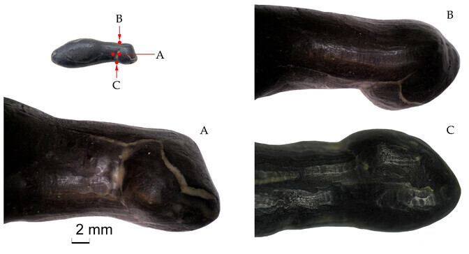 Pulli luuripats osutus maailmas ainulaadseks tökatist hülgekujuks | Ajalugu