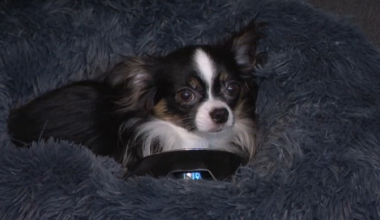 Loomakaitse liit soovib loomapidamise keeluga inimeste registrit | Eesti