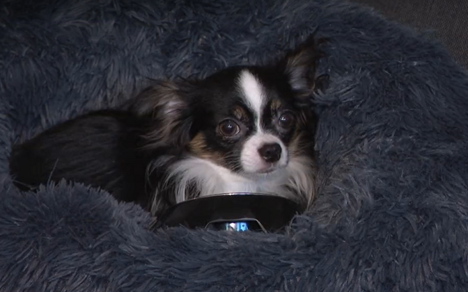 Loomakaitse liit soovib loomapidamise keeluga inimeste registrit | Eesti