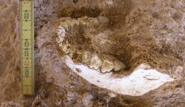 Maroko fossiilid heidavad nüüdisinimeste kujunemisloole uut valgust | Ajalugu