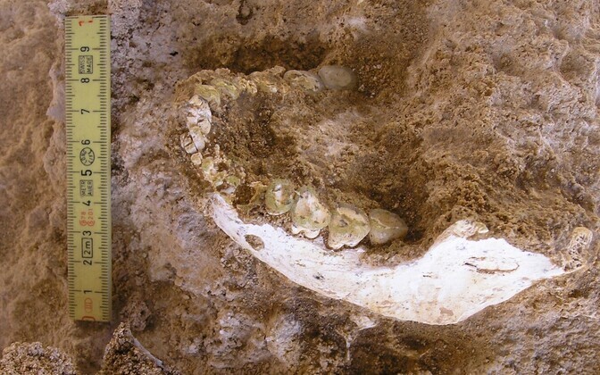 Maroko fossiilid heidavad nüüdisinimeste kujunemisloole uut valgust | Ajalugu