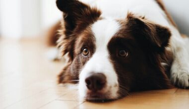 Uuring: andekas koer teeb pealt kuuldud jutust omi järeldusi | Loodus