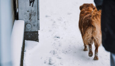 Helsingi uurib tänavasoola mõju koerte käppadele | Välismaa