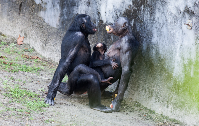 Uuring: omasooiharus aitab primaatidel karmides oludes sugu jätkata | Loodus