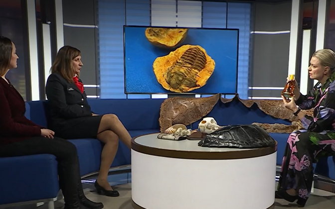 Tolliametnik: ohustatud liikidest tehtud suveniire ei tohi üle piiri tuua | Ringvaade