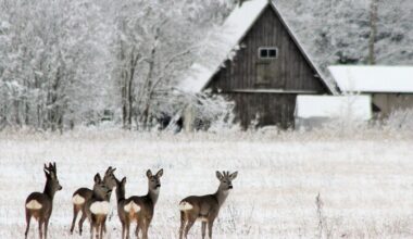 Doktoritöö: inimesi meelitavad maale elukeskkond ja kogukond, mitte teenused | Ühiskond