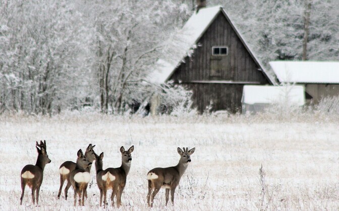 Doktoritöö: inimesi meelitavad maale elukeskkond ja kogukond, mitte teenused | Ühiskond