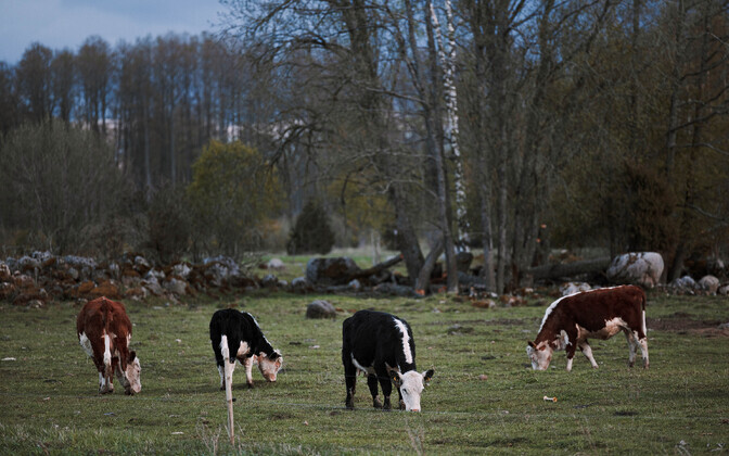 Eesti või hind hakkab poelettidel peatselt langema | Majandus