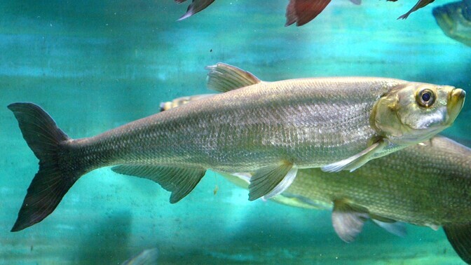 Põllule pritsitud putukamürk lühendab järvekalade elu | Keskkond