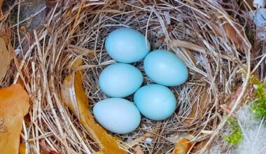 Riigikohus jättis metsatöösturite kaebused raiepiirangute peale rahuldamata | Eesti