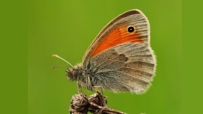 Liblikad on leidlikud linnastujad | Loodus