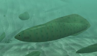 Ürgsetel kaladel oli neli silma | Loodus