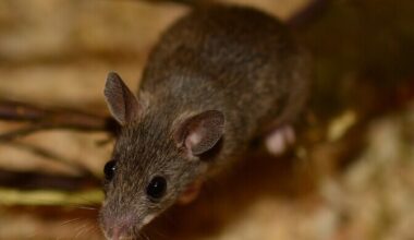 Talveks aju kahandav näriline võib aidata mõista ajuhaiguste tekkepõhjuseid | Loodus