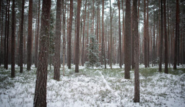 RMK nõukogu koondamist takistama ei hakanud | Majandus