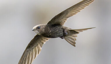 Piiritaja pidurdab enne lonksu vee võtmist | Loodus