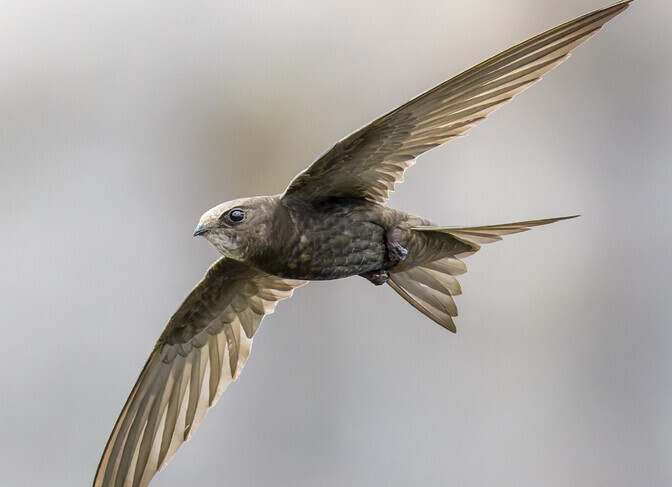 Piiritaja pidurdab enne lonksu vee võtmist | Loodus