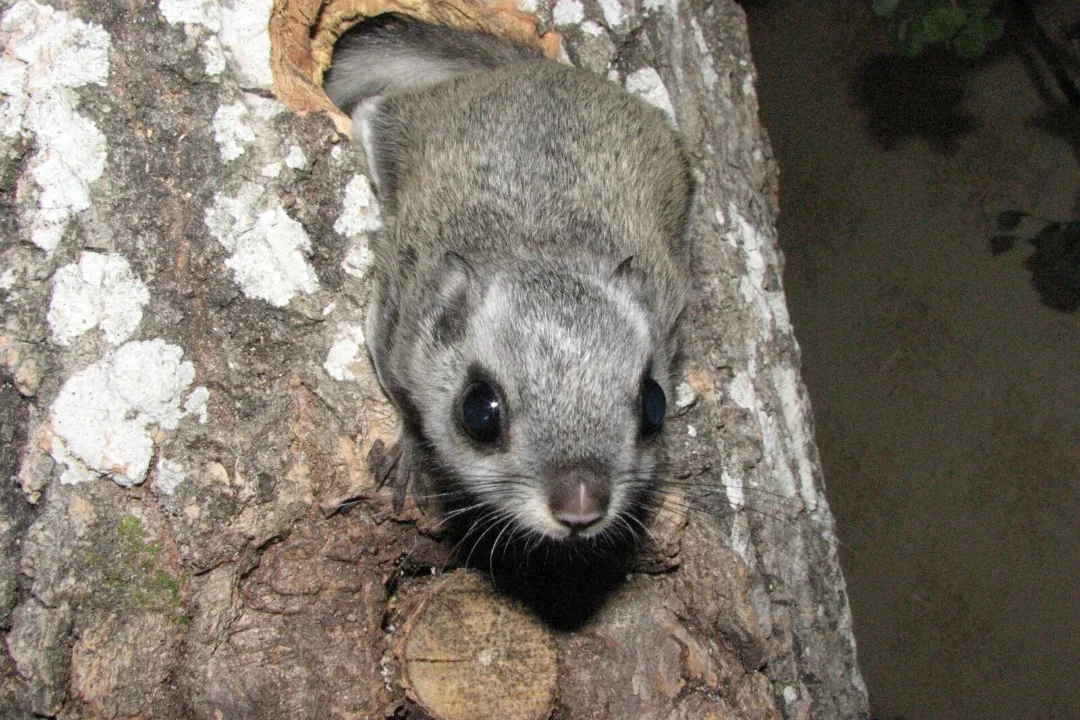 Lendoravad tõid kaasa kohtuasja: maaomanikud käivad riigiga kohut