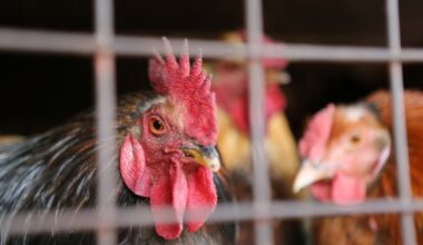 Hiiumaal tuvastati lindude gripp - Delfi