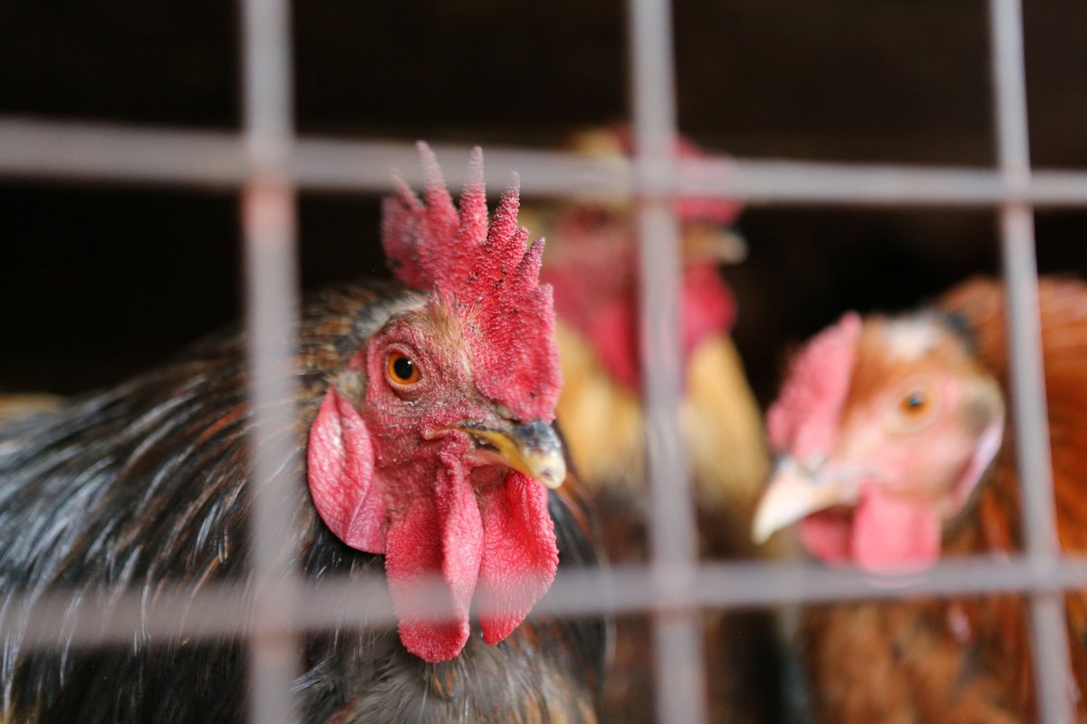 Hiiumaal tuvastati lindude gripp - Delfi