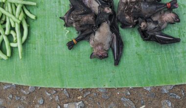 Uus Covid? Indias levib surmav viirus, mis nahkhiirtelt inimestele levis