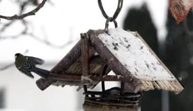 Algas suur talvine aialinnuvaatlus - jarvateataja.postimees.ee