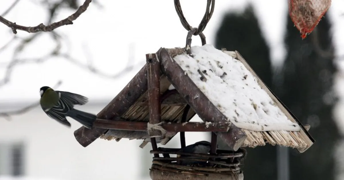 Algas suur talvine aialinnuvaatlus - jarvateataja.postimees.ee