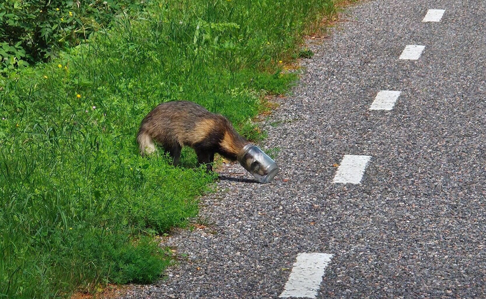 AVALIK PÖÖRDUMINE | Loomus: jätkem kährikud ellu