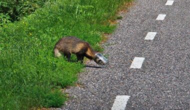 AVALIK PÖÖRDUMINE | Loomus: jätkem kährikud ellu