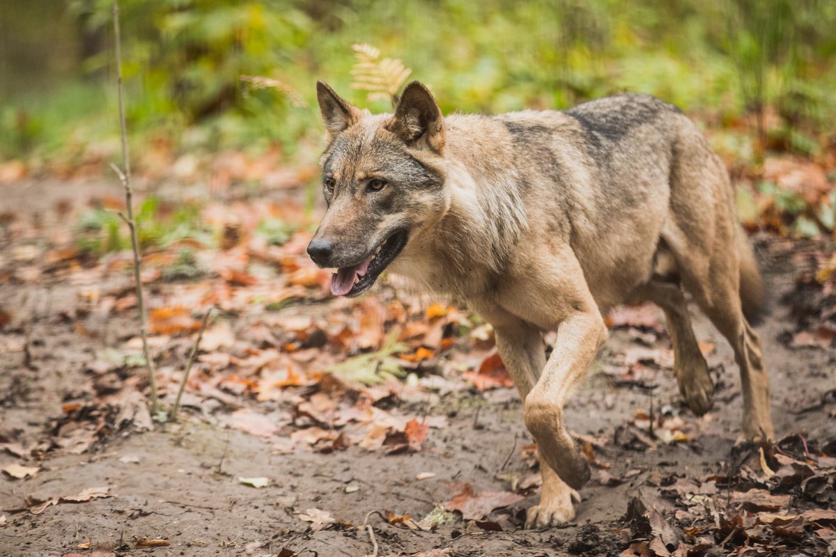 Keskkonnaamet selgitab: mida teha, kui hunt kohtub koeraga?
