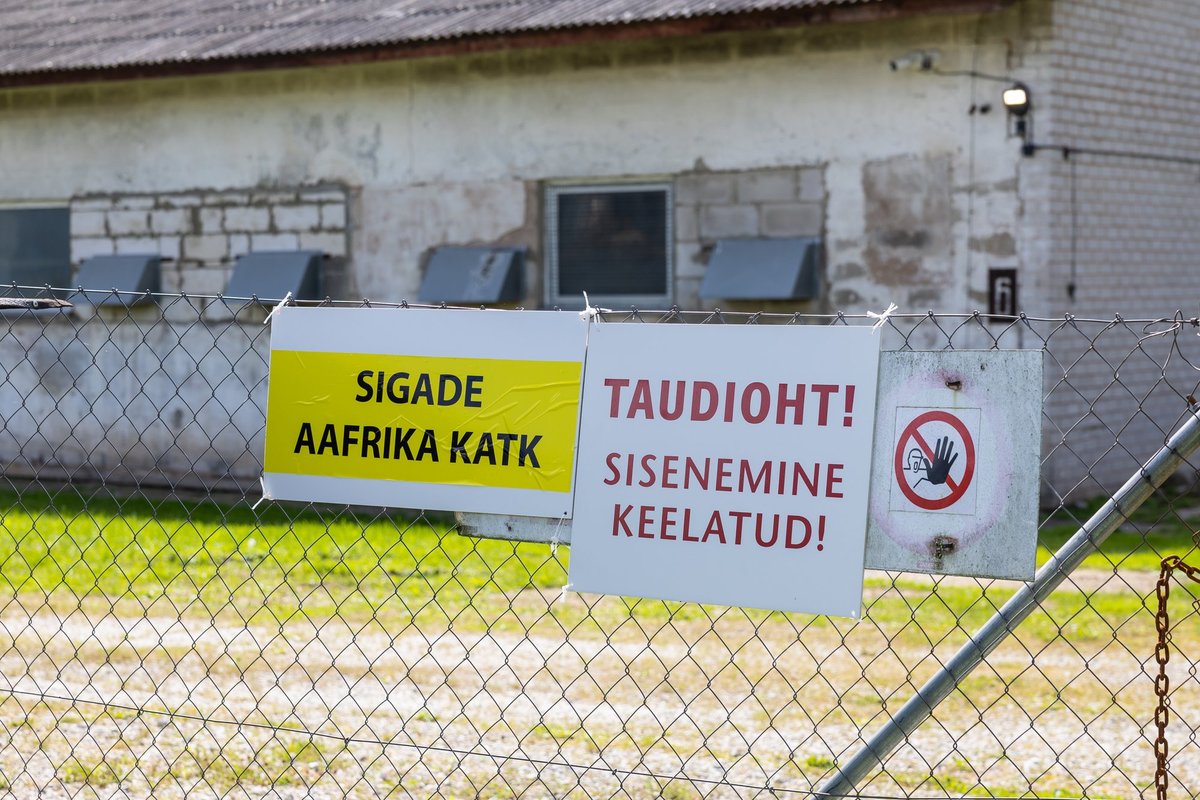 „Mina sinna praegu ei läheks!“ Soome toiduhiid hoiatab seakatku tõttu Eesti reiside eest