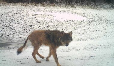 Vallavalitsus hoiatab! Elvas liigub ringi kärntõves hunt
