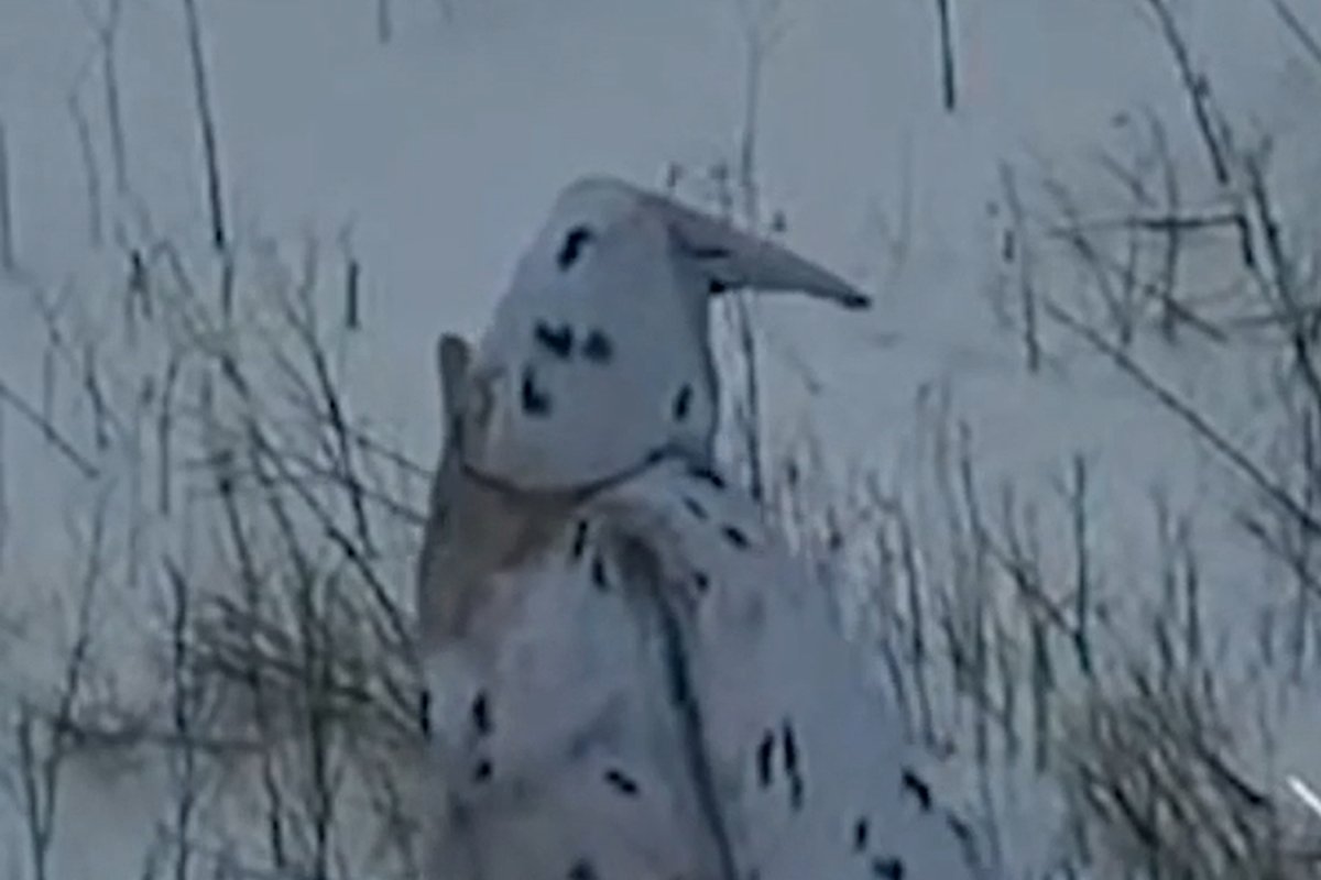 VIDEO | Vene armee riietas oma sõduri Ukrainas pingviiniks. Päris halb see mõte siiski pole