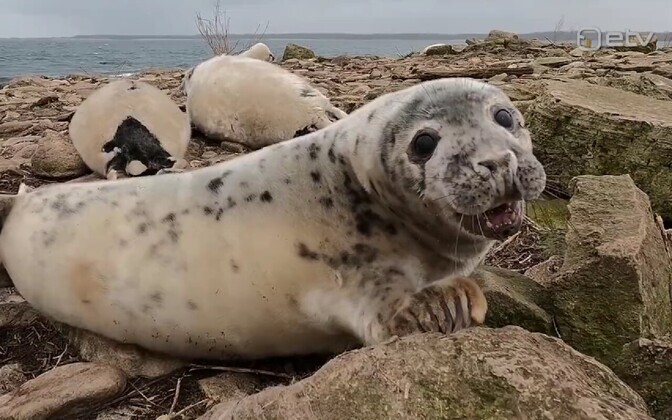 Läinud aastal oli õhutemperatuur Eestis üks läbi aastate kõrgemaid | Eesti