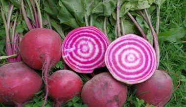 TURG | Maksupoliitika surub Eesti peedikasvataja nurka, tarbija maksab rohkem kui iial varem