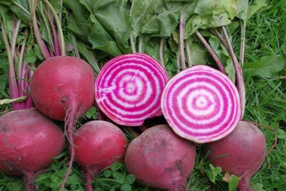 TURG | Maksupoliitika surub Eesti peedikasvataja nurka, tarbija maksab rohkem kui iial varem