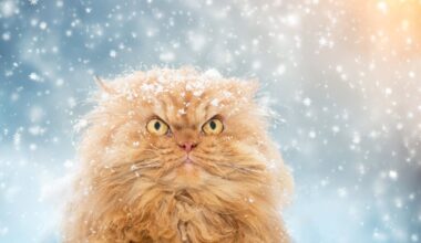 Teadlased: kasside nurrumine on isikupärasem kui nende näugumine