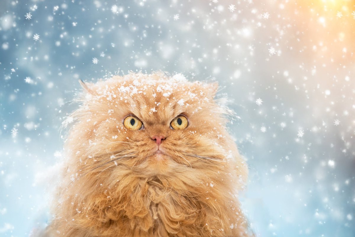 Teadlased: kasside nurrumine on isikupärasem kui nende näugumine