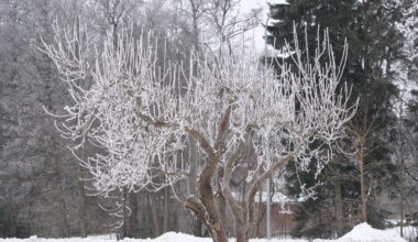 AHTO ILMAJUTUD | Hiiumaale jõuab arktiline külm - hiiuleht.ee