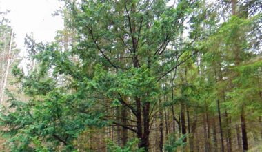 JALUTUSKÄIK JUGAPUUMETSAS | Kõpu jugapuumets aina kasvab