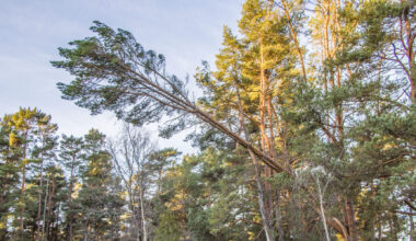 RMK ostis looduskaitsemaad - Lääne Elu