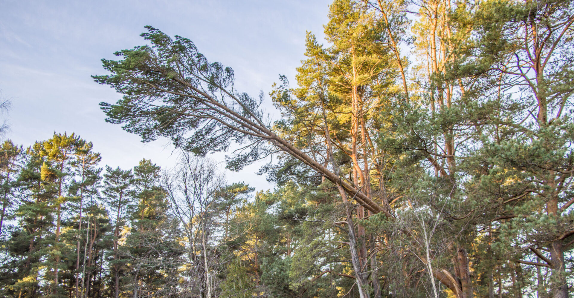 RMK ostis looduskaitsemaad - Lääne Elu