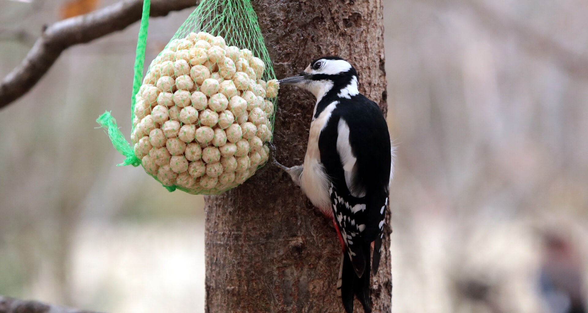 Aialindude lisatoitmine talvel – millal alustada ja kuidas seda teha õigesti 